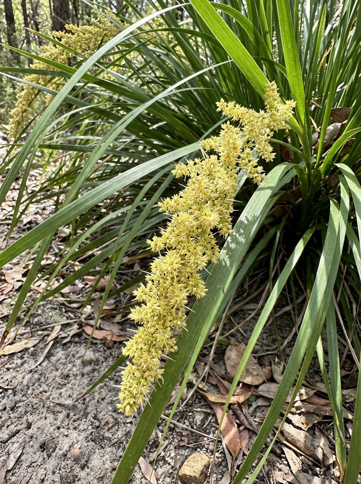 Lomandra longifolia 140mm Pot for sale Adelaide Plant Co