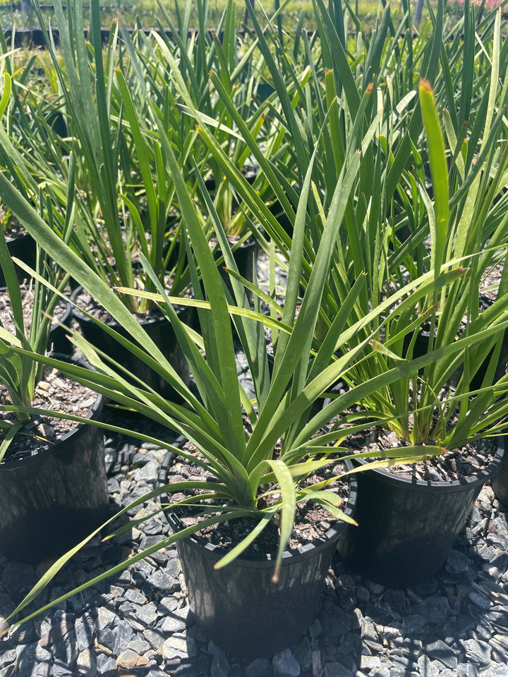 Lomandra longifolia for sale Adelaide Plant Co