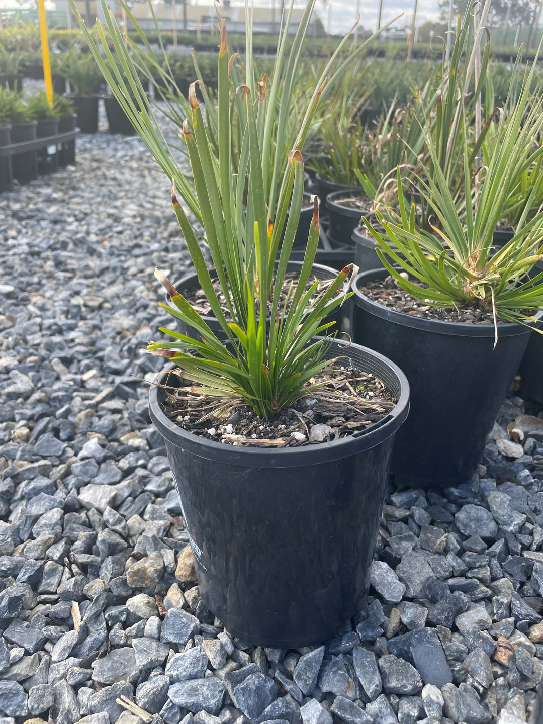 Lomandra Longifolia 'Tanika'