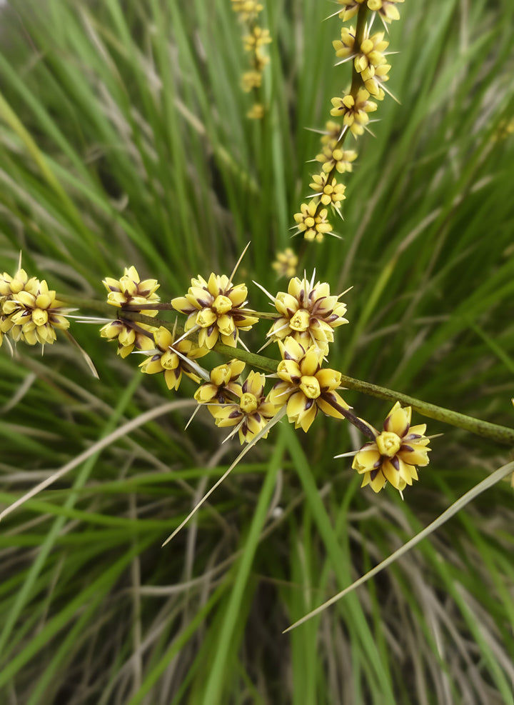Lomandra Longifolia &