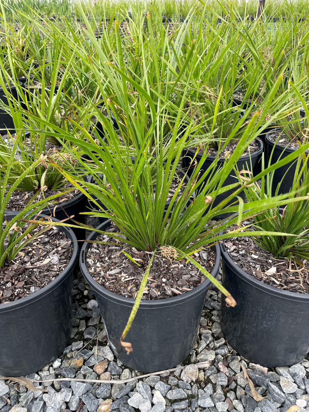 Lomandra Longifolia 'Tanika'