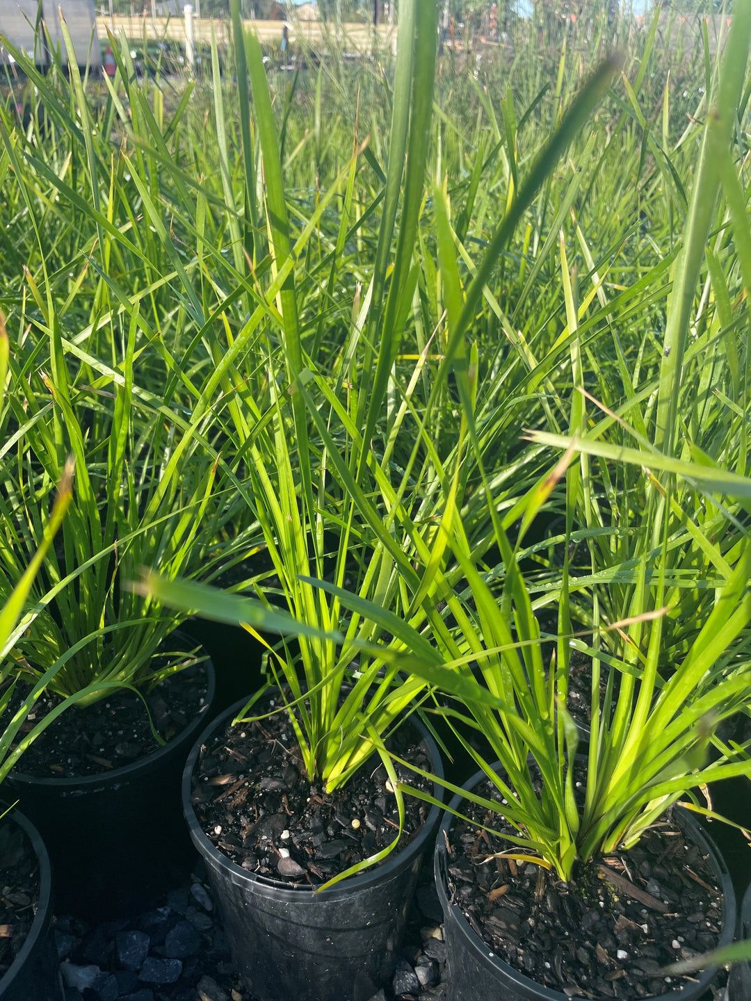 Lomandra longifolia 'True Lime' 140mm Pot for sale Adelaide Plant Co