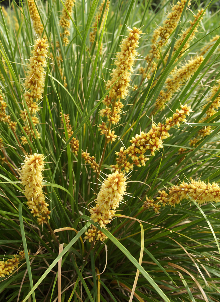 Lomandra Longifolia &