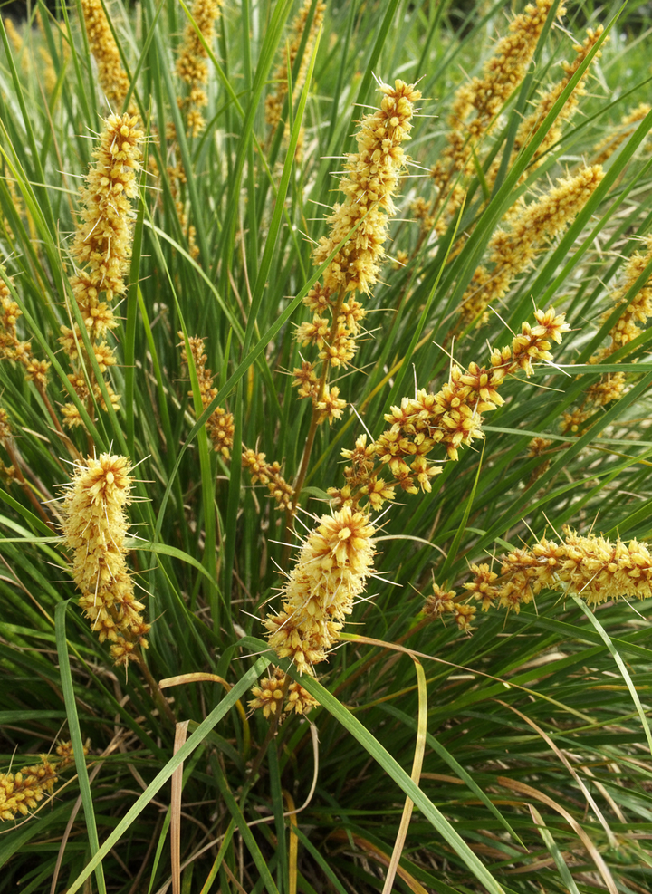 Lomandra Longifolia 'Verday'