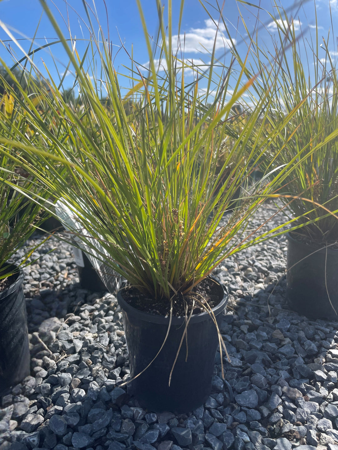 Lomandra Longifolia 'Verday'