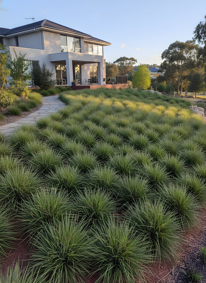 Lomandra Longifolia &