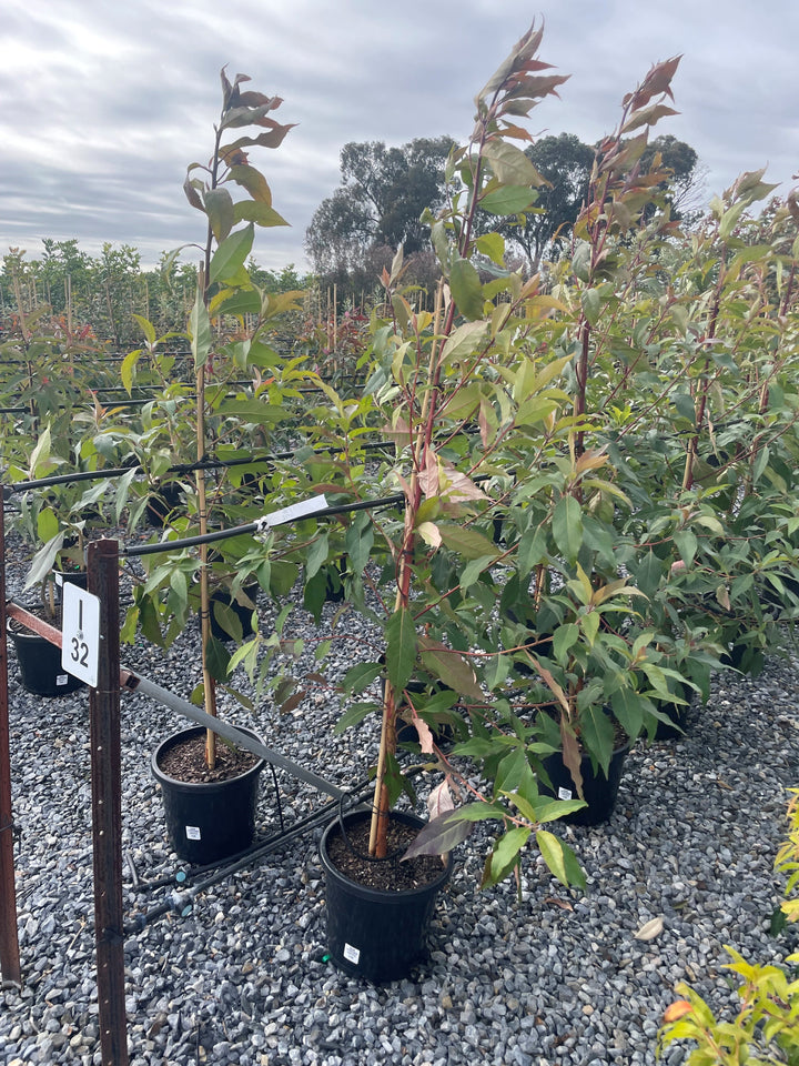 Lophostemon confertus 300mm Pot for sale Adelaide Plant Co