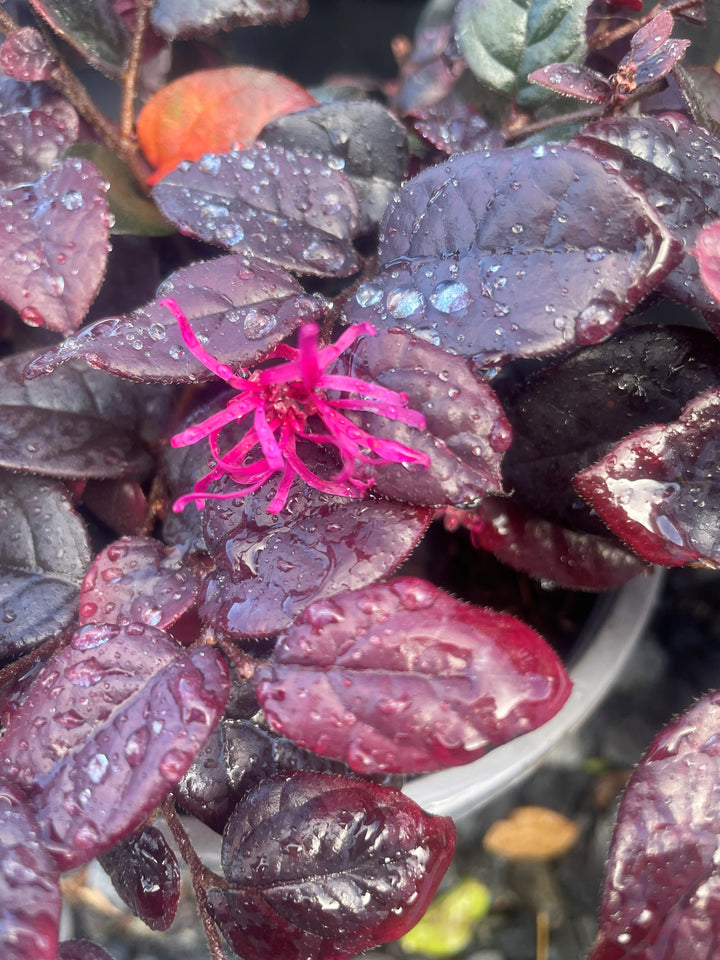 Loropetalum chinense &