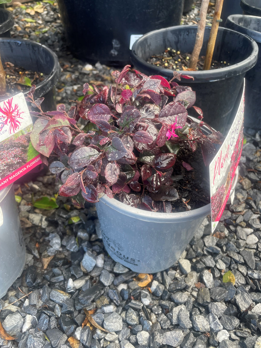 Loropetalum chinense &