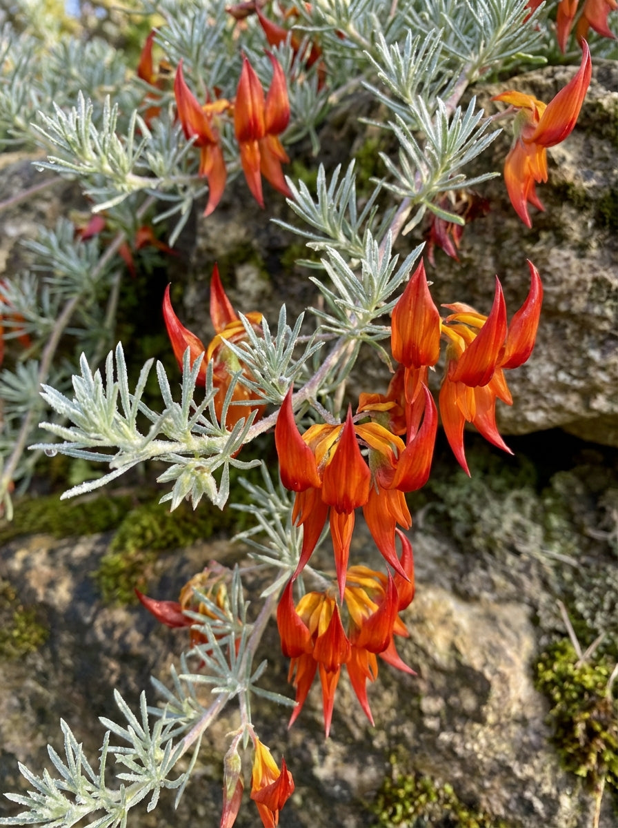 Lotus berthelotii 'Red Flash' 140mm Pot for sale Adelaide Plant Co