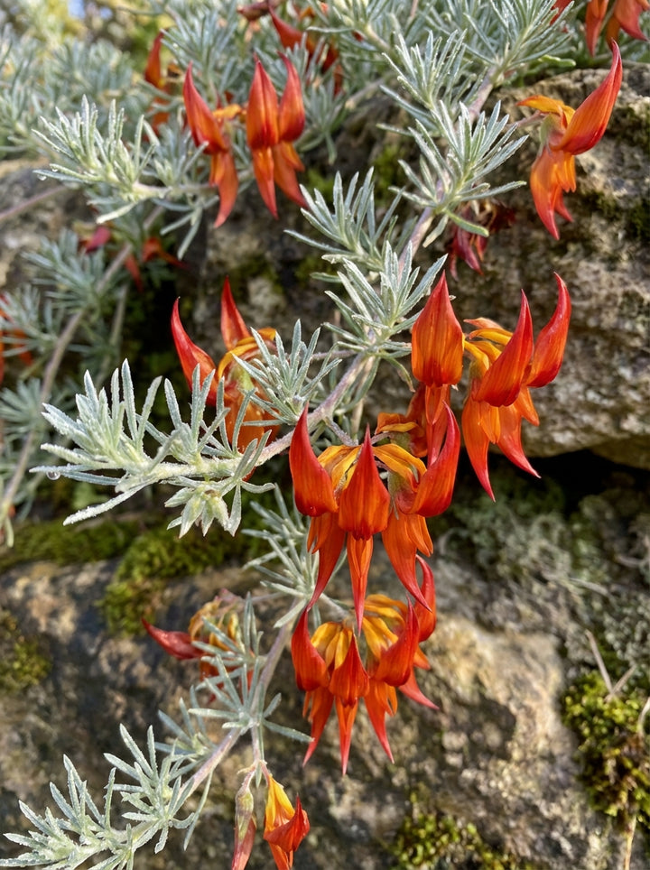 Lotus berthelotii &