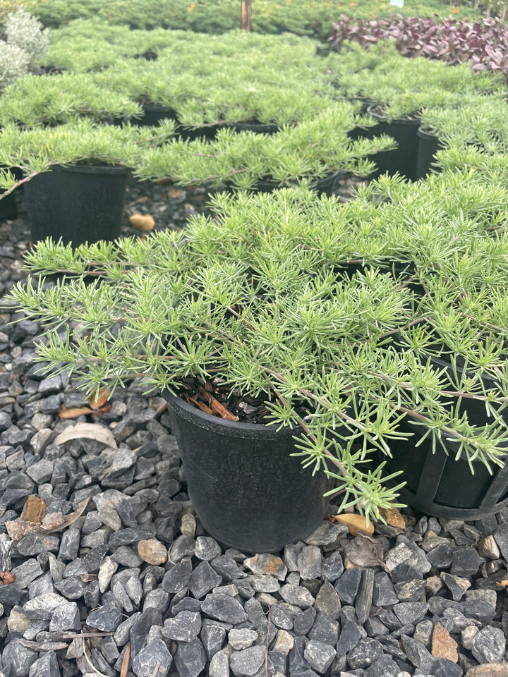 Lotus berthelotii &