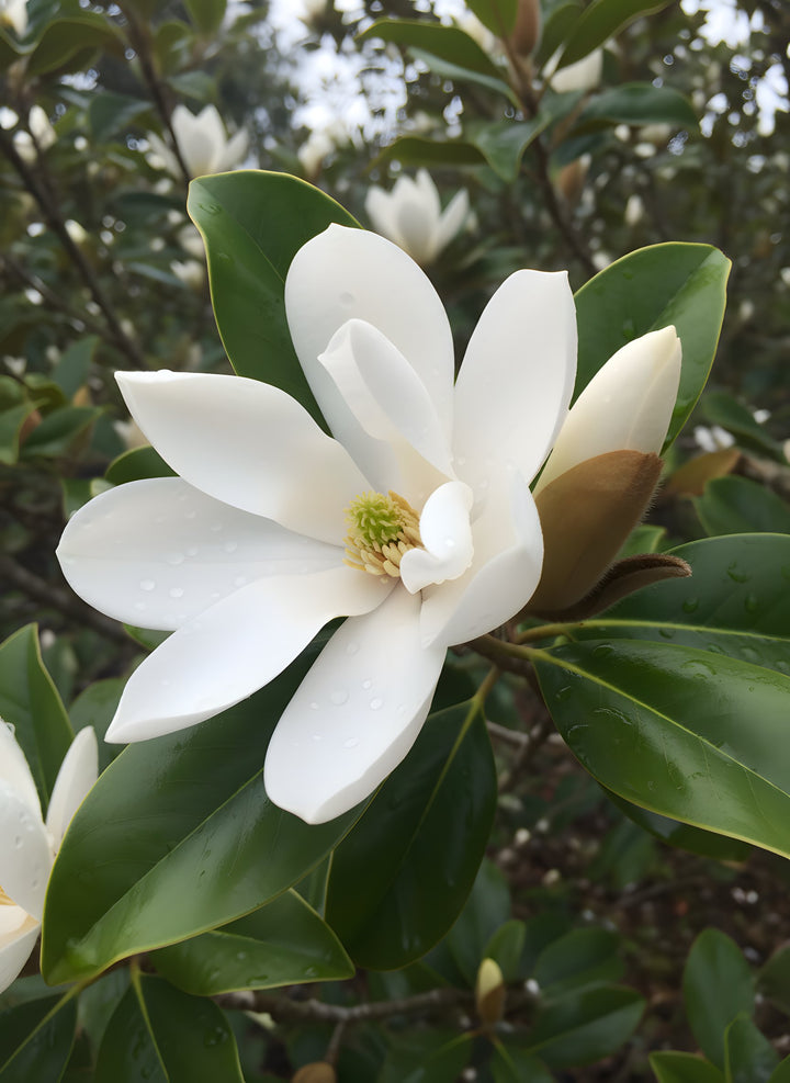 Magnolia doltsopa x laevifolia &