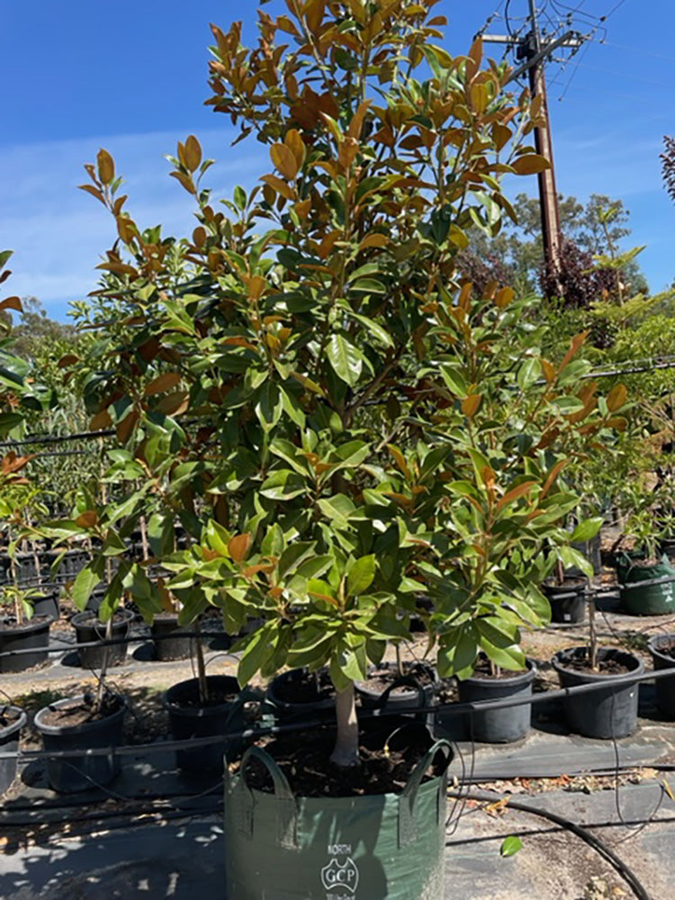 Magnolia grandiflora &