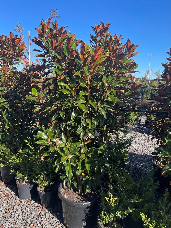 Magnolia grandiflora &