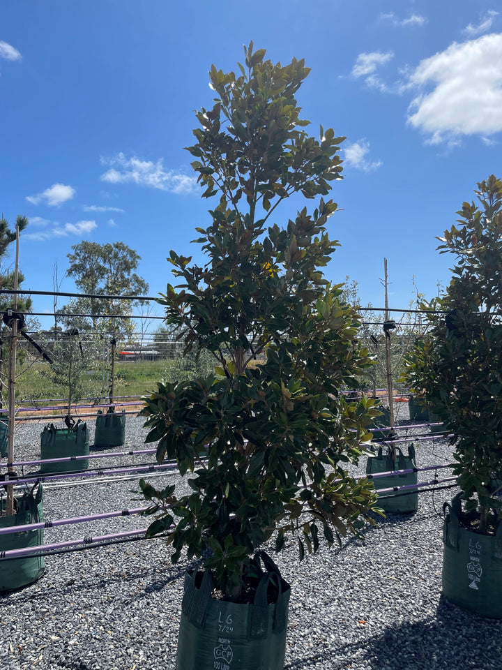 Magnolia Grandiflora 'Little Gem'