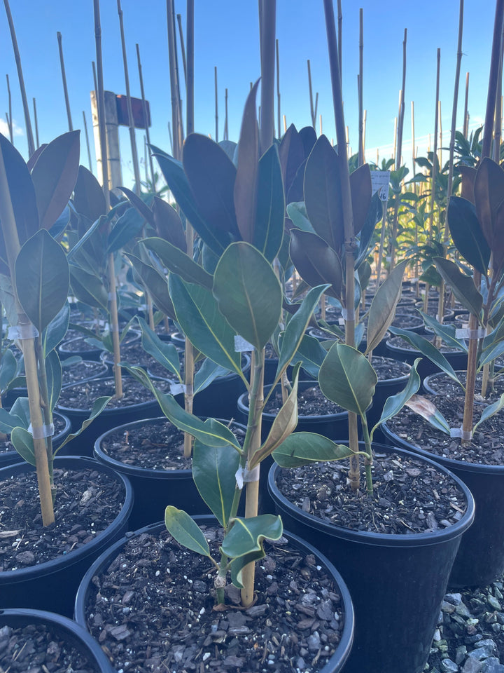 Magnolia Grandiflora 'Little Gem'