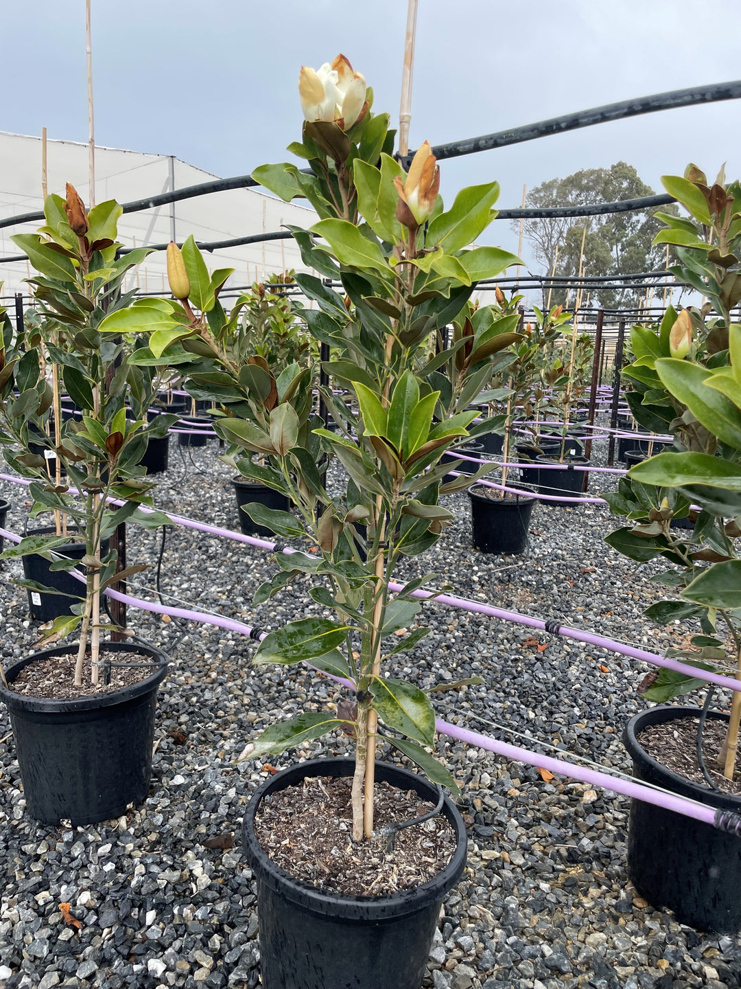 Magnolia Grandiflora 'Little Gem'