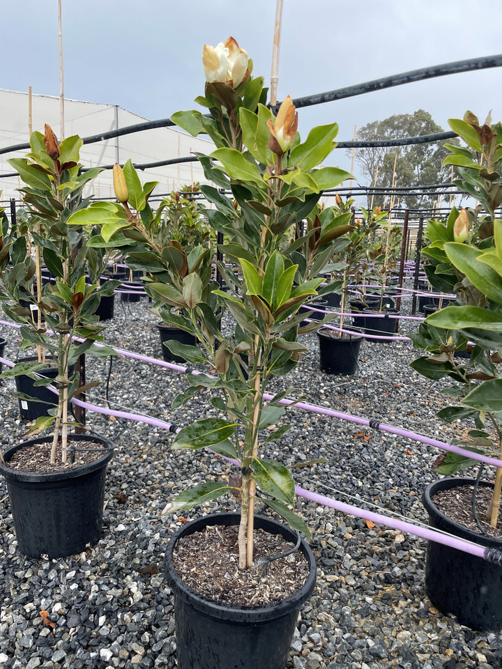 Magnolia Grandiflora 'Little Gem'