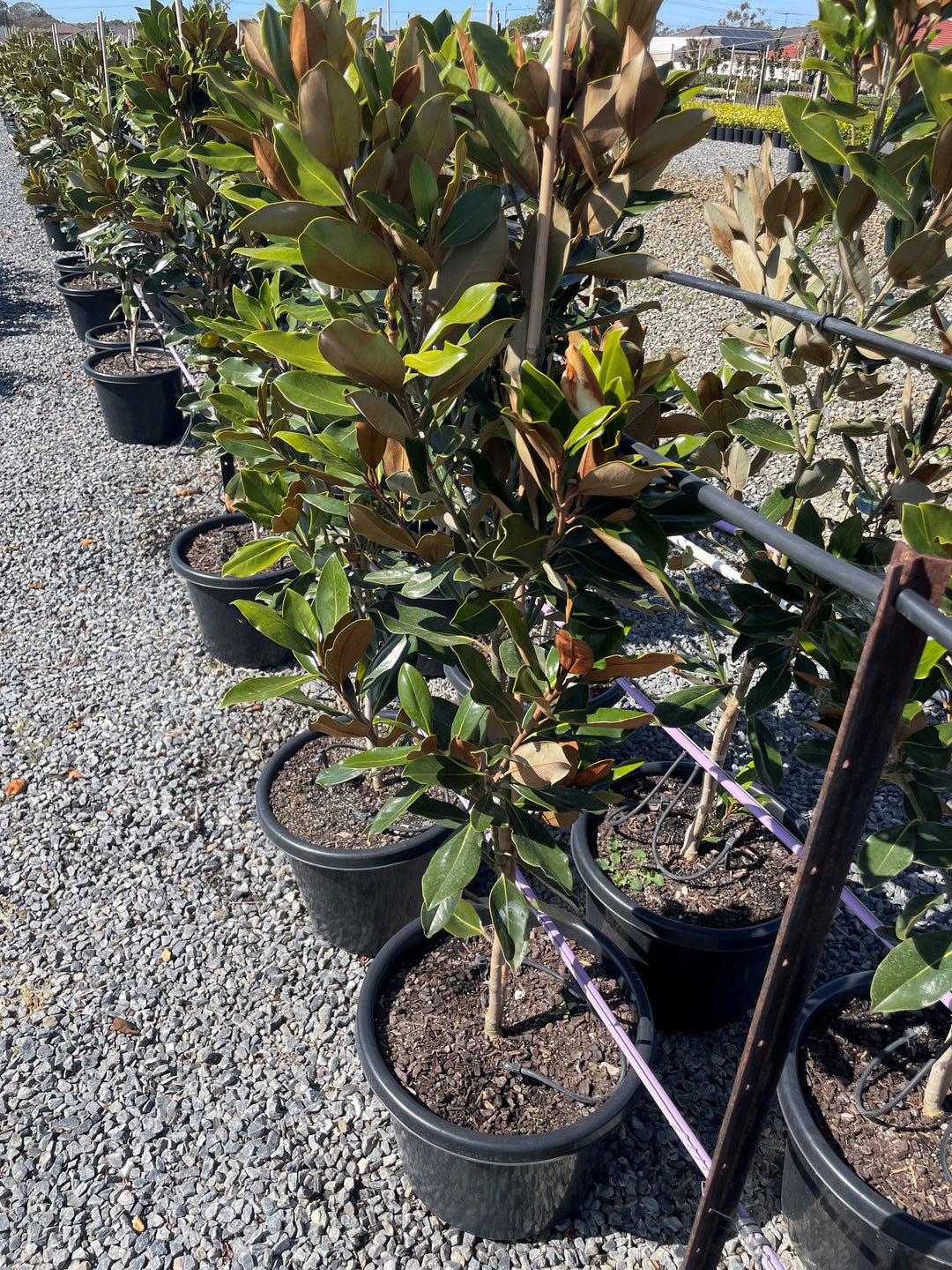 Magnolia Grandiflora 'Little Gem'