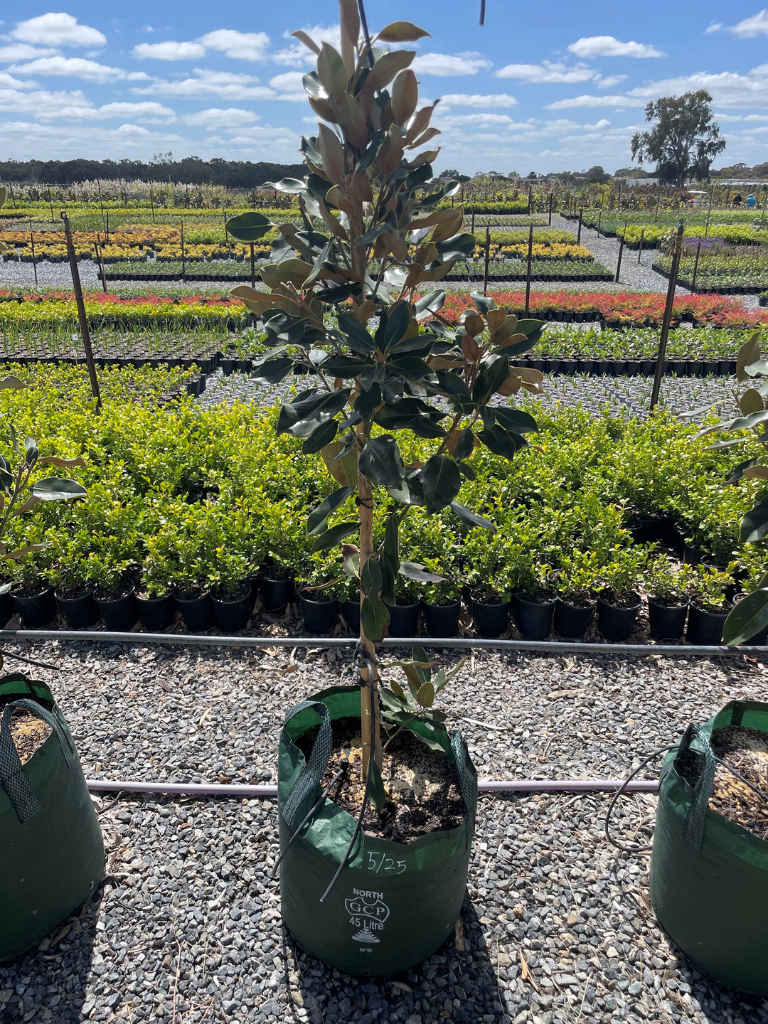 Magnolia Grandiflora 'Little Gem'