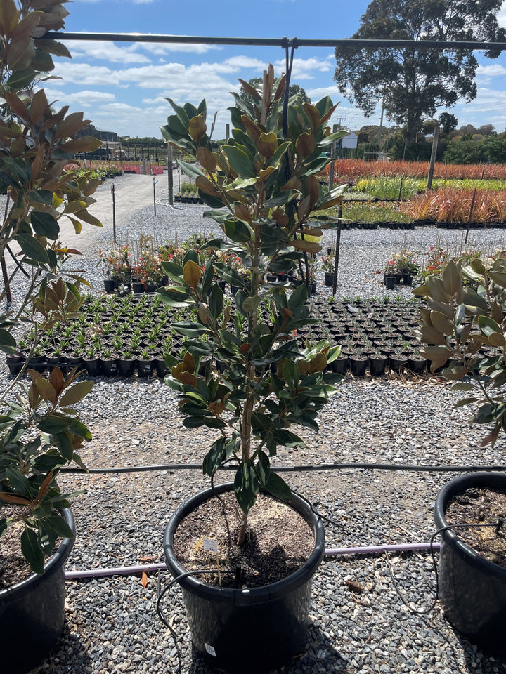 Magnolia Grandiflora 'Little Gem'