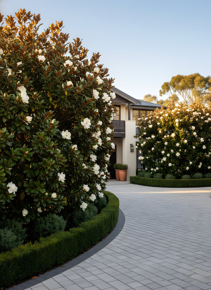 Magnolia Grandiflora &