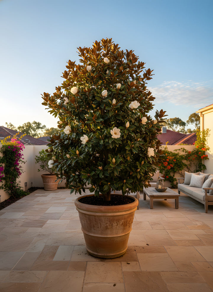 Magnolia Grandiflora &