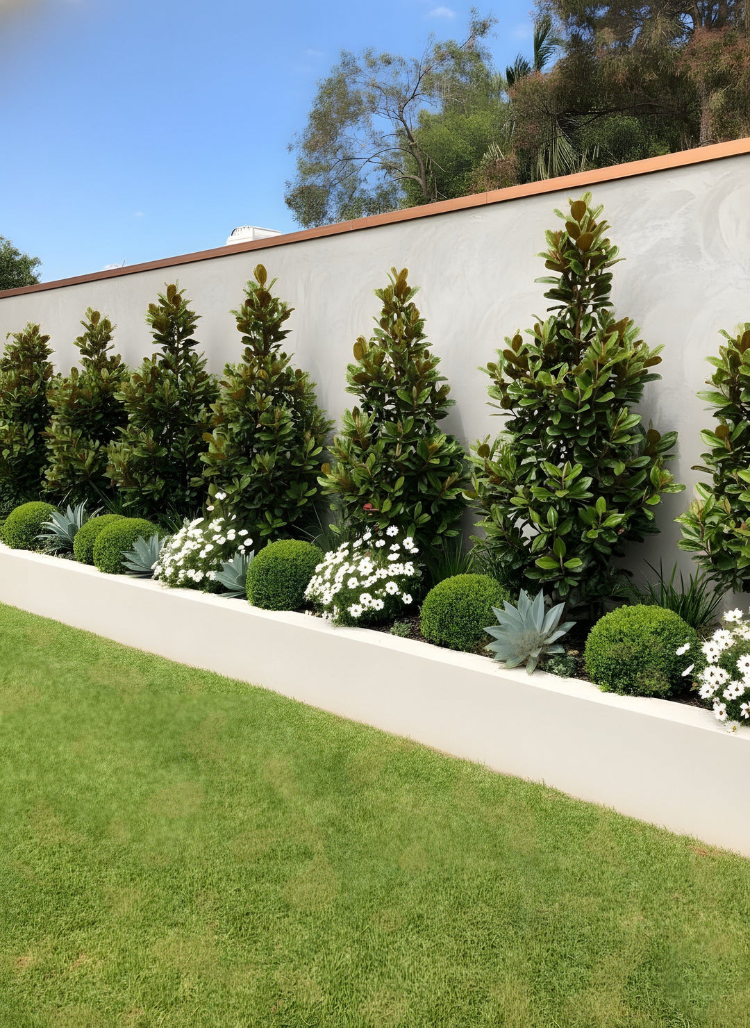Magnolia Grandiflora &