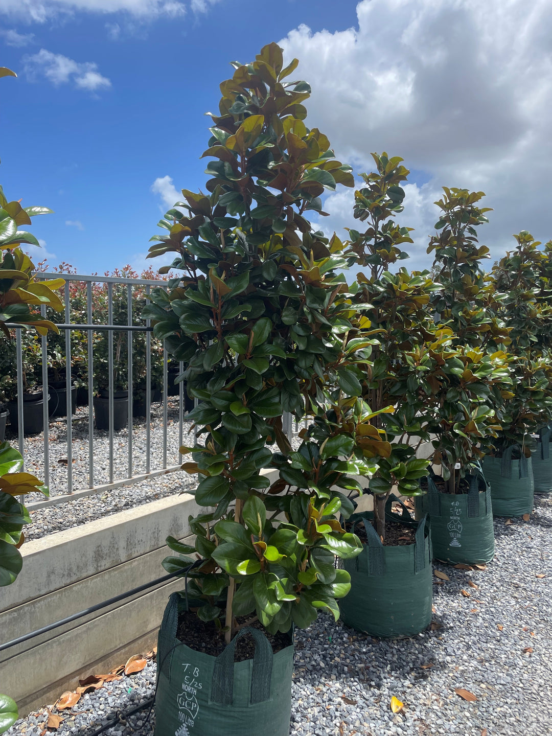 Magnolia Grandiflora &