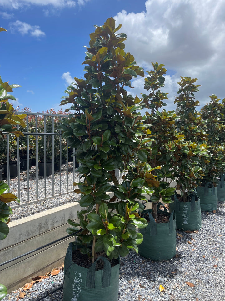 Magnolia Grandiflora &
