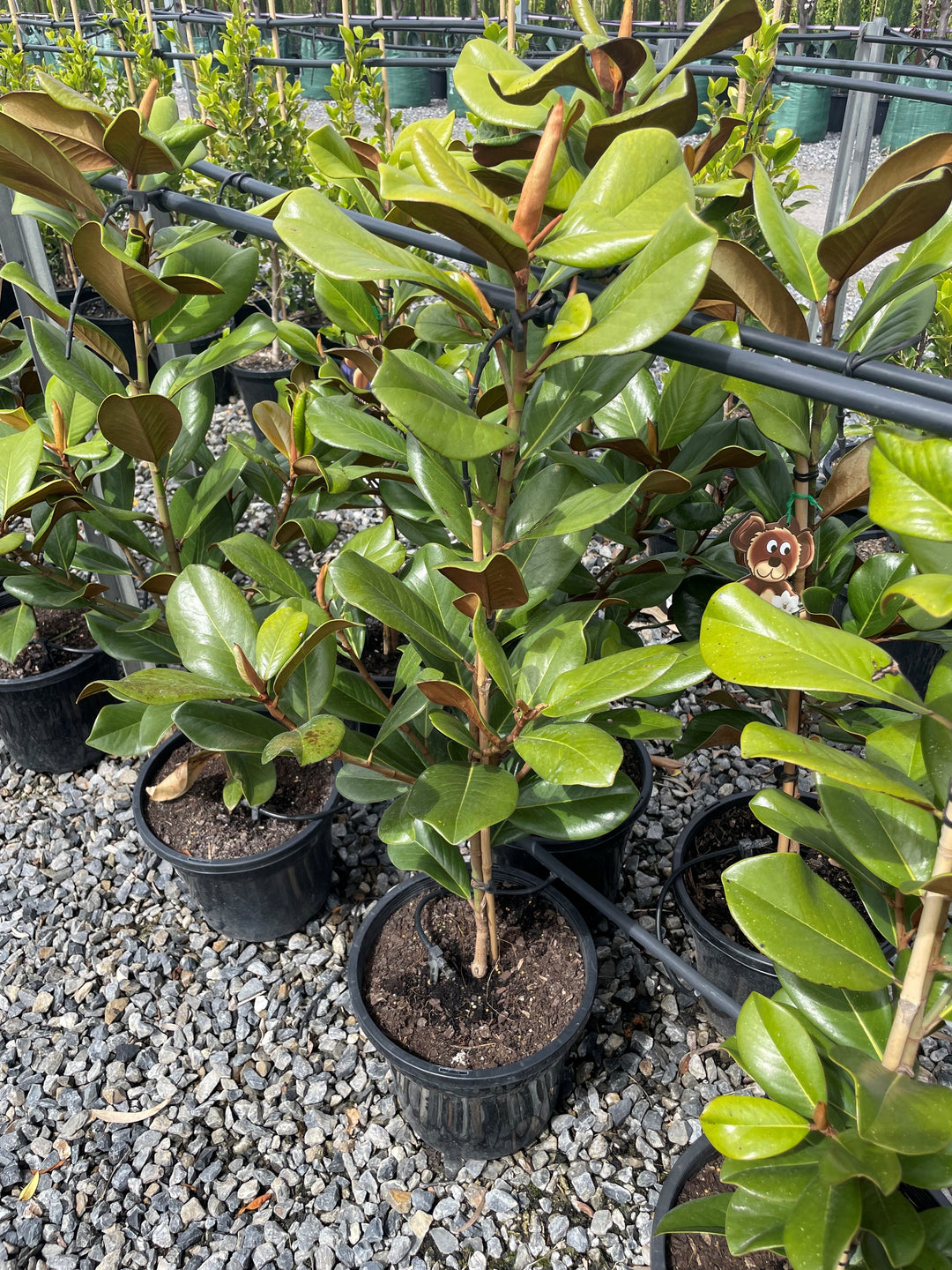 Magnolia Grandiflora 'Teddy Bear'