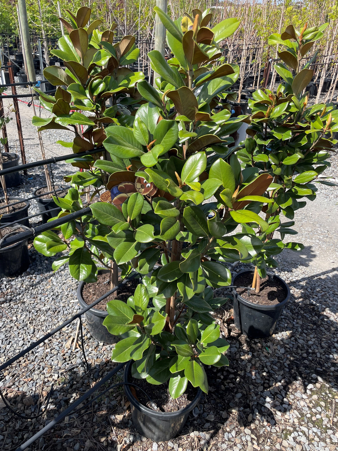Magnolia Grandiflora 'Teddy Bear'