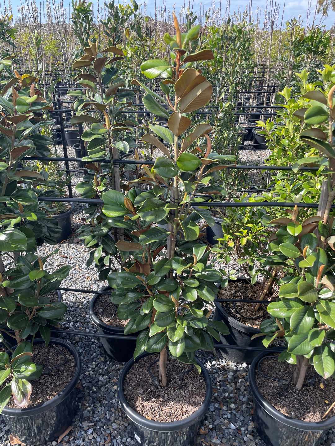 Magnolia Grandiflora 'Teddy Bear'