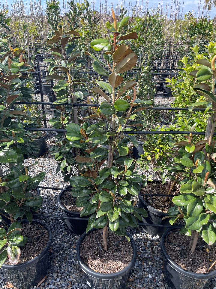Magnolia Grandiflora 'Teddy Bear'