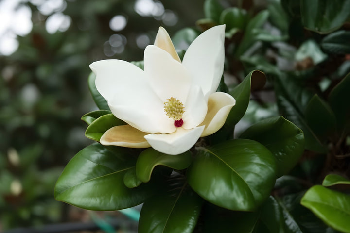 Magnolia Grandiflora &