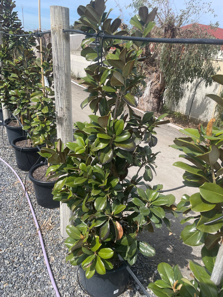 Magnolia Grandiflora 'Teddy Bear'