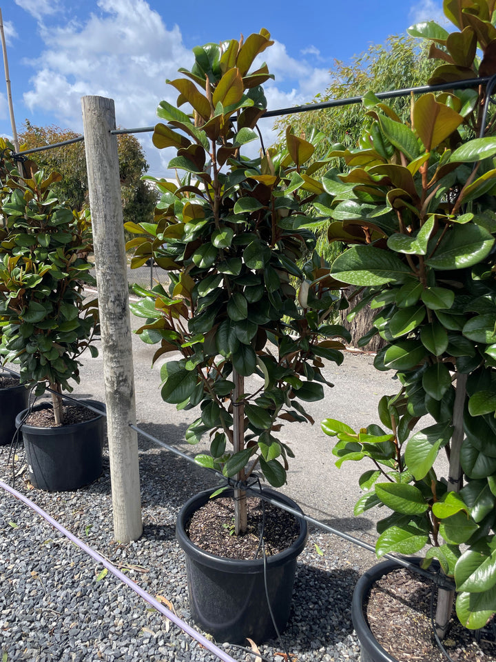 Magnolia Grandiflora &