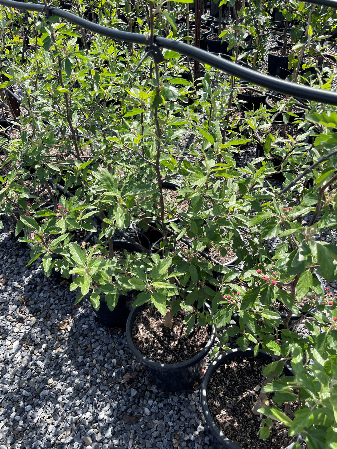 Malus Ioensis 'Plena'