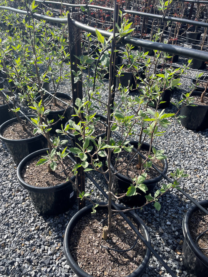 Malus Ioensis 'Plena'