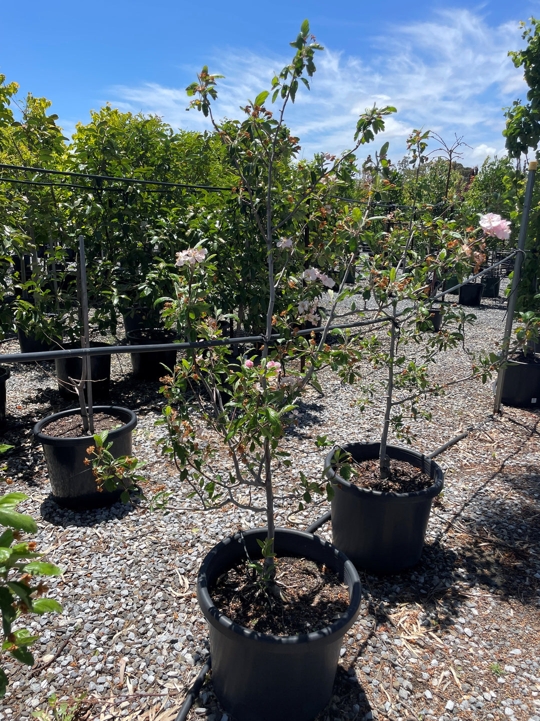 Malus Ioensis 'Plena'