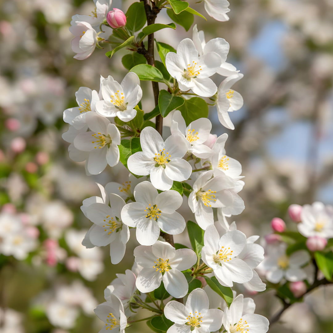 Malus 'Ivory Spear' 300mm Pot for sale Adelaide Plant Co