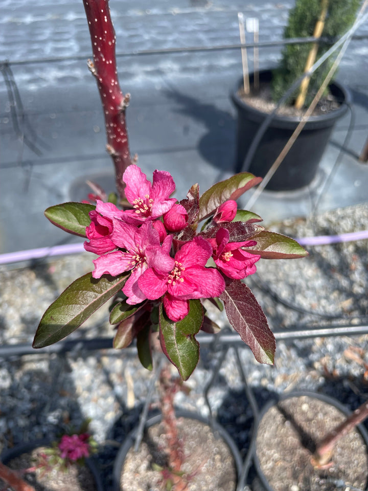 Malus 'Raspberry Spear'