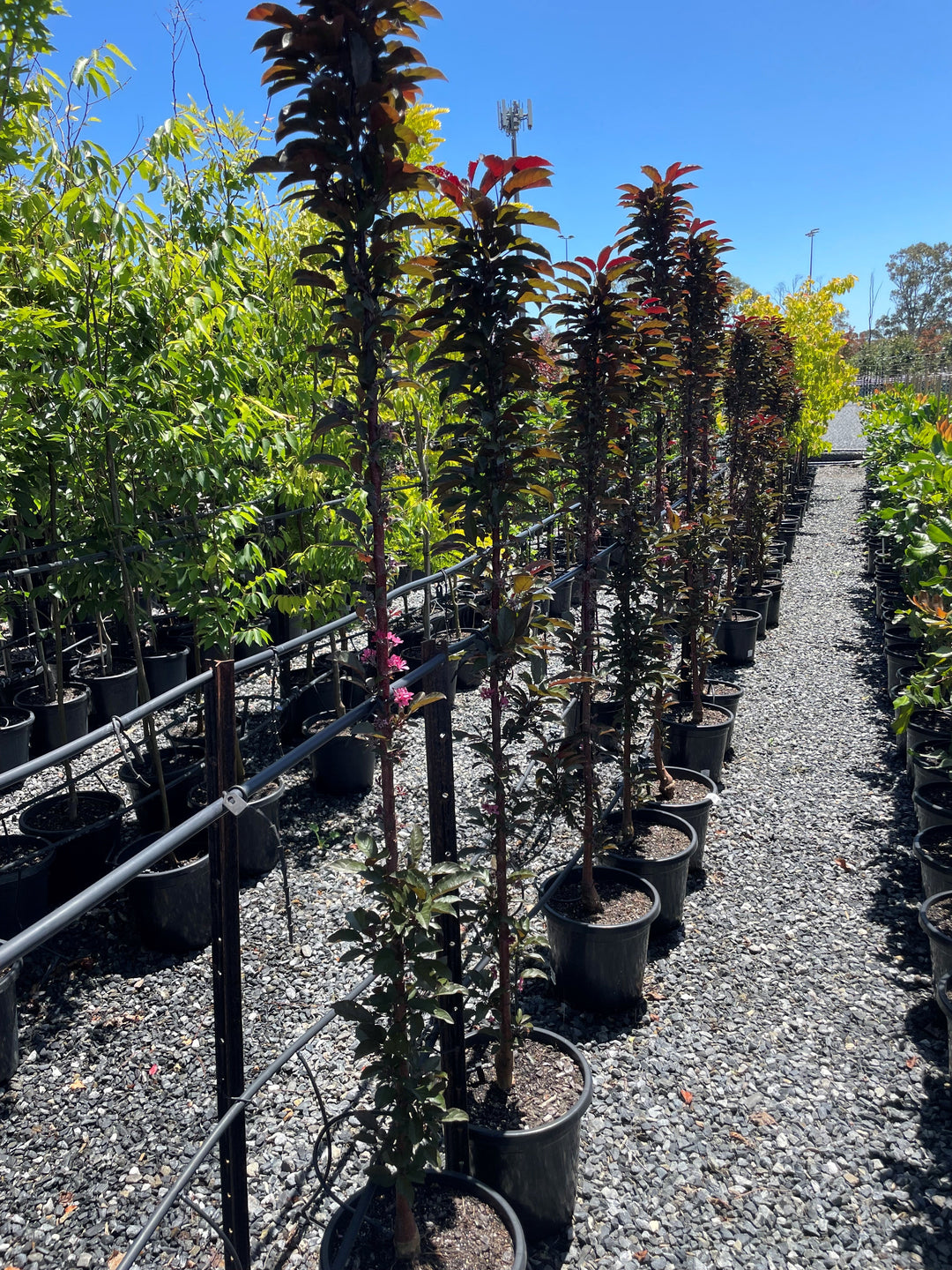Malus 'Raspberry Spear'