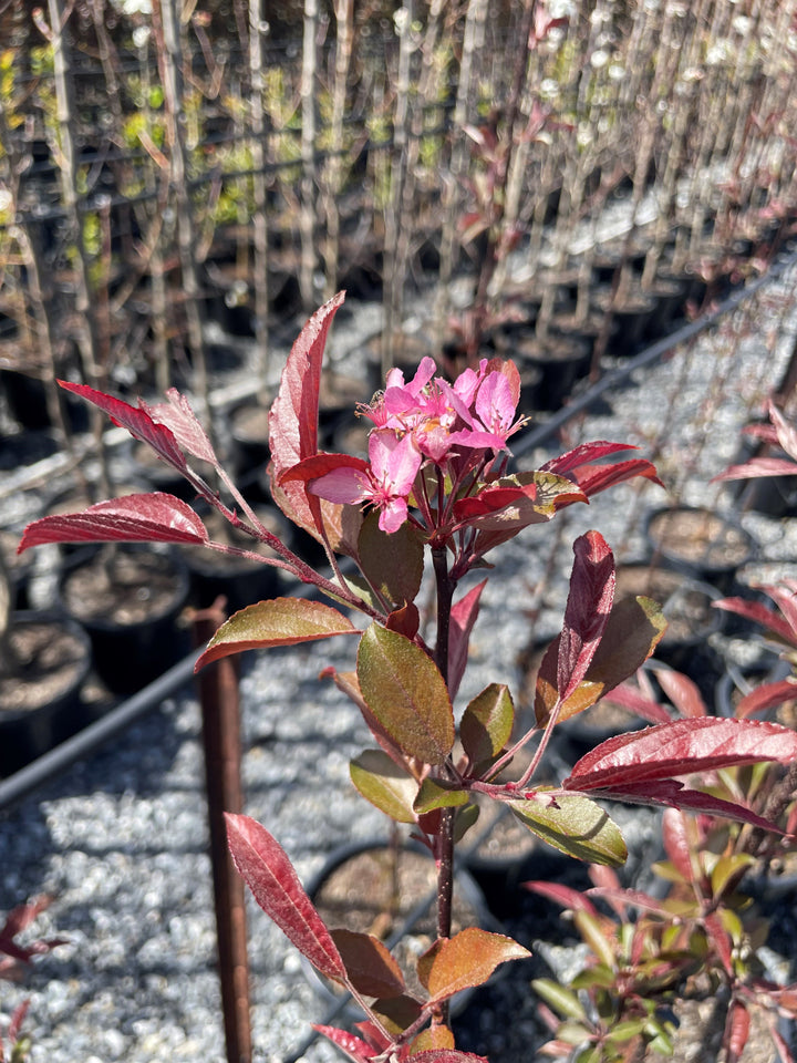 Malus &