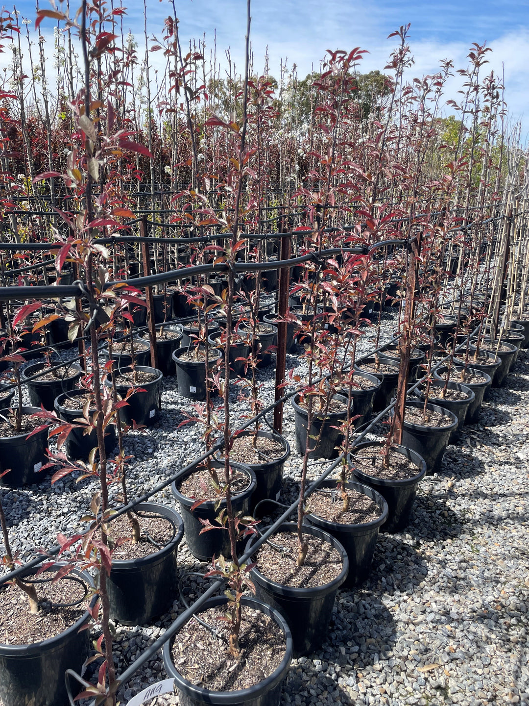 Malus &