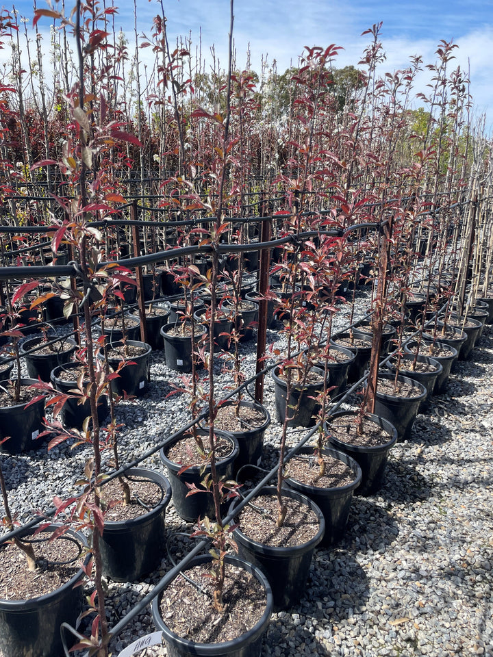 Malus &