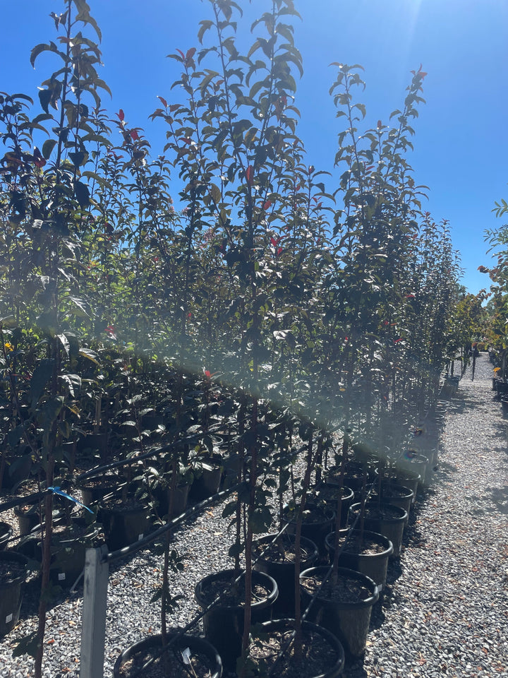 Malus &