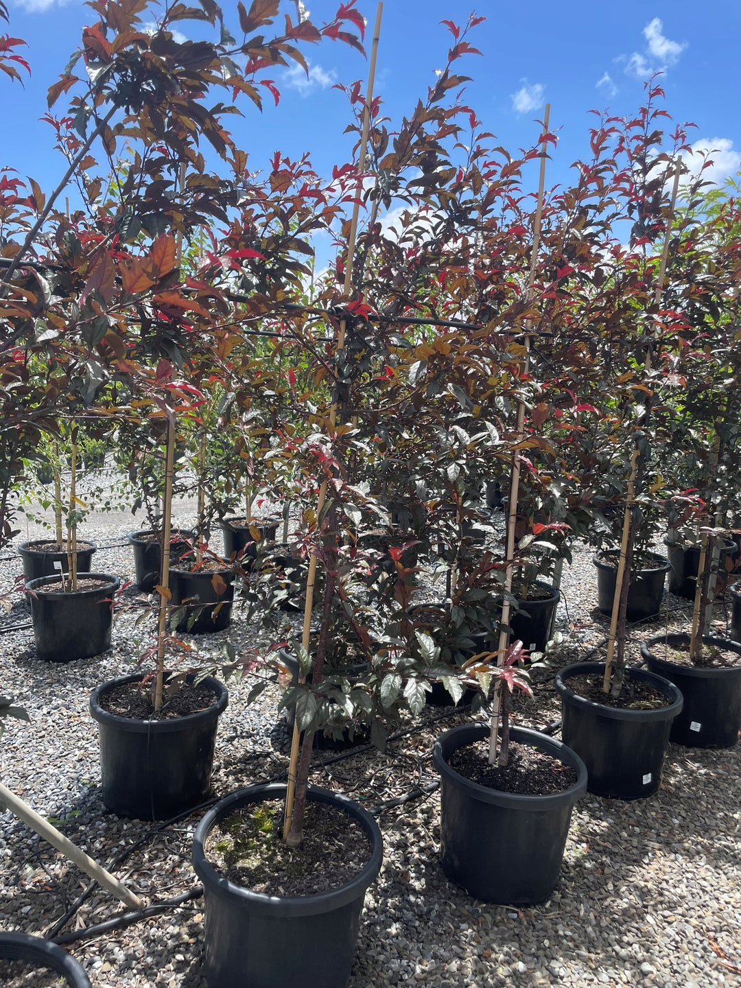 Malus &