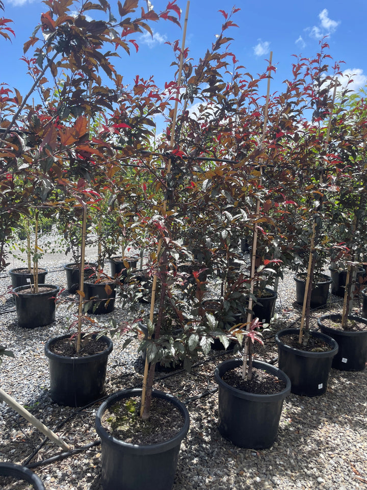 Malus &